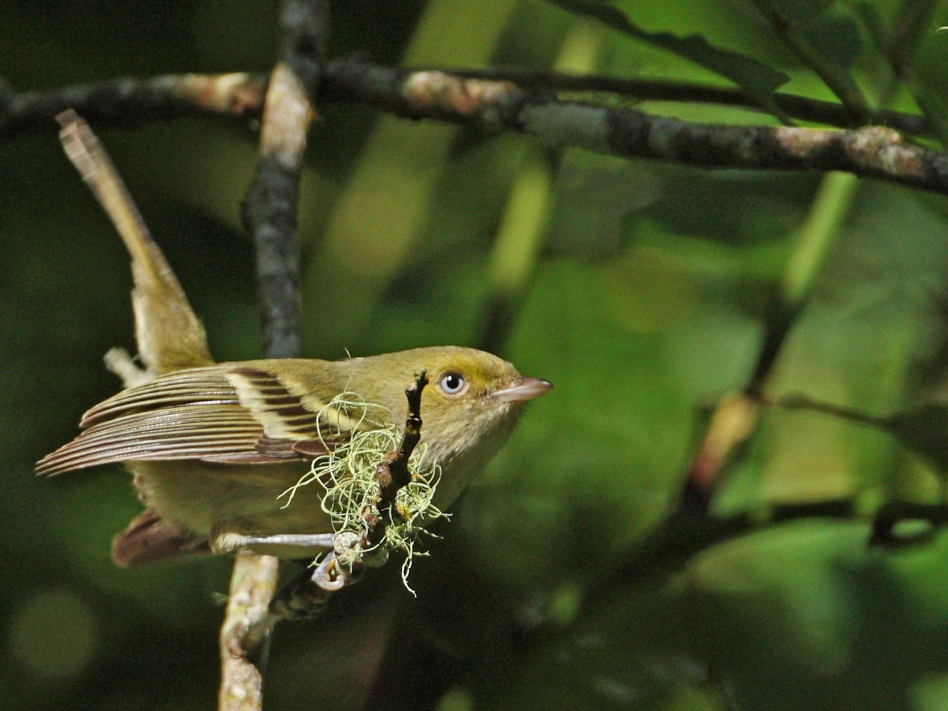 Vireo-crassirostris-approximans-Providencia-01