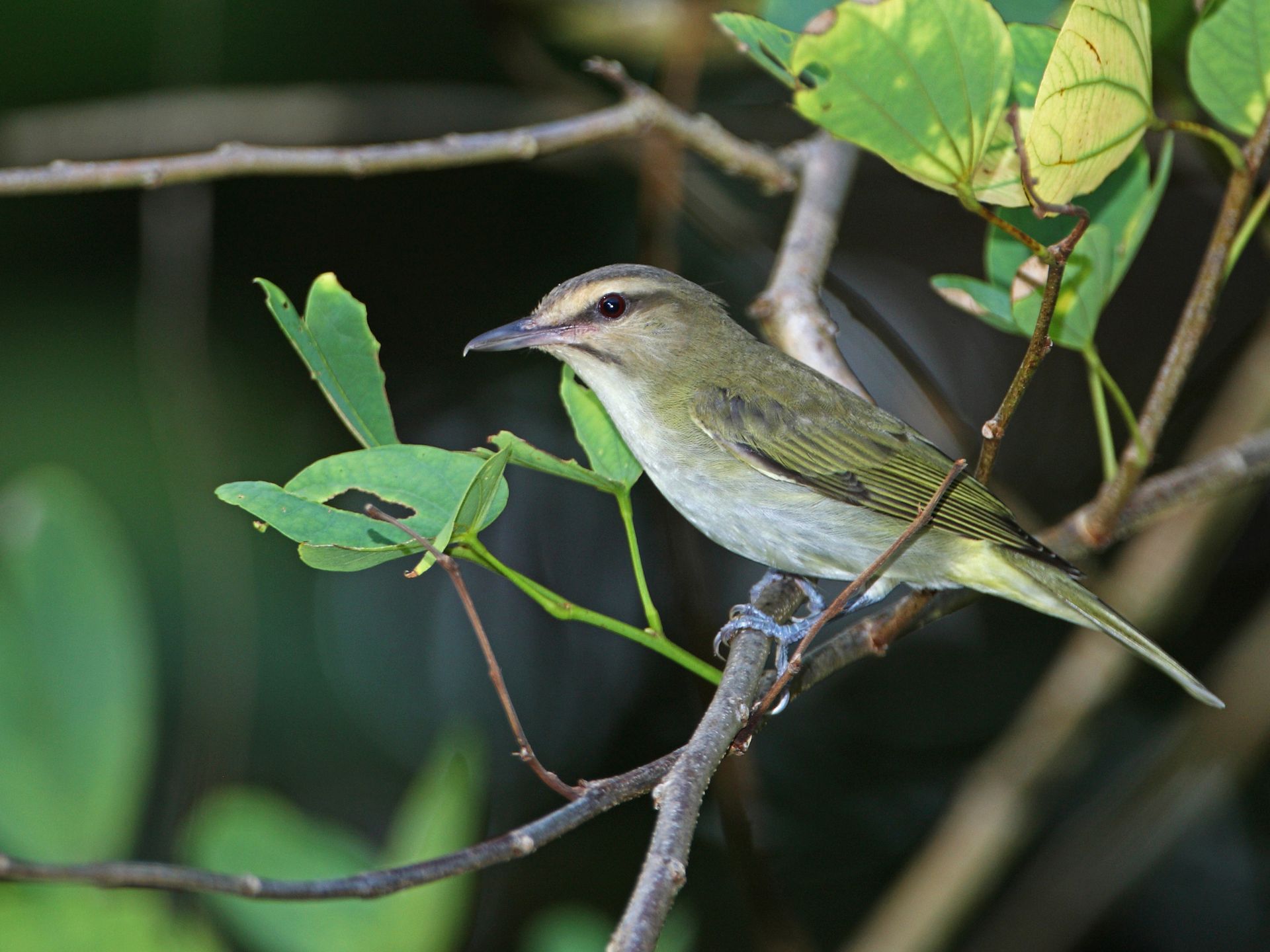 Vireo-crassirostris-approximans-Providencia