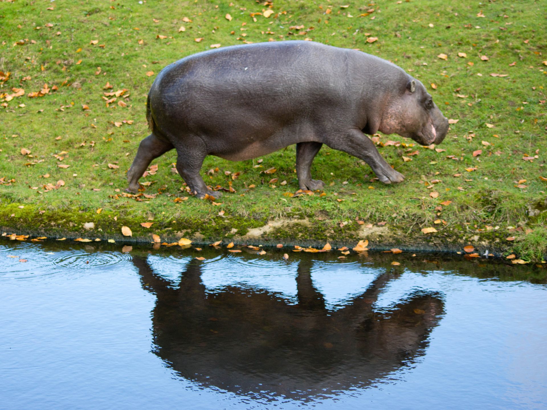 hipopotamos-de-colombia-pablo-escobar-debate-decisiones-ambientales