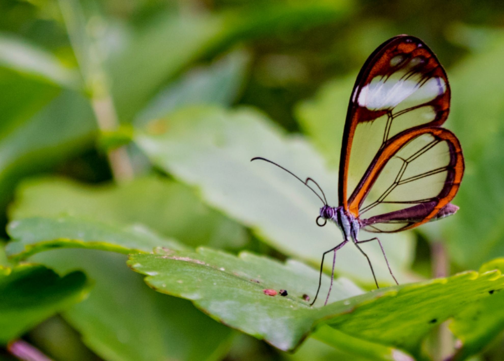 sector proporción los padres de crianza Mariposas con alas de cristal, adaptación y protección. - Natural Press