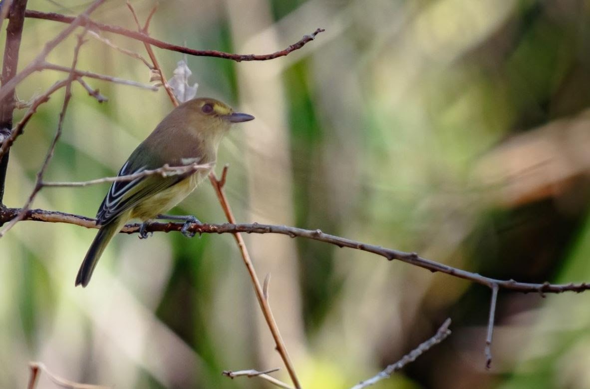 el-vireo-de-providencia-el-pajarito-que-se-resiste-a-desaparecer