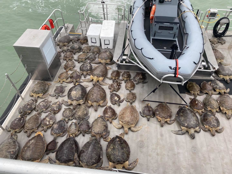 Más-de-5.000-tortugas-marinas-llegaron-a-las-playas-del-Sur-de-Texas