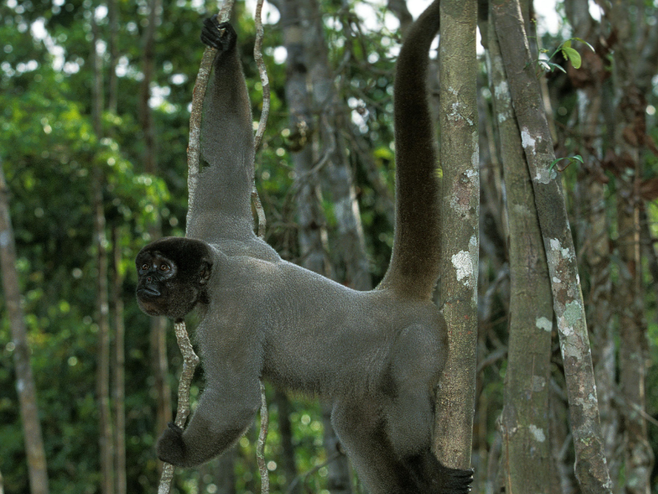 Mono-lanudo-churuco-Lagothrix-lagotrocha-amazonas