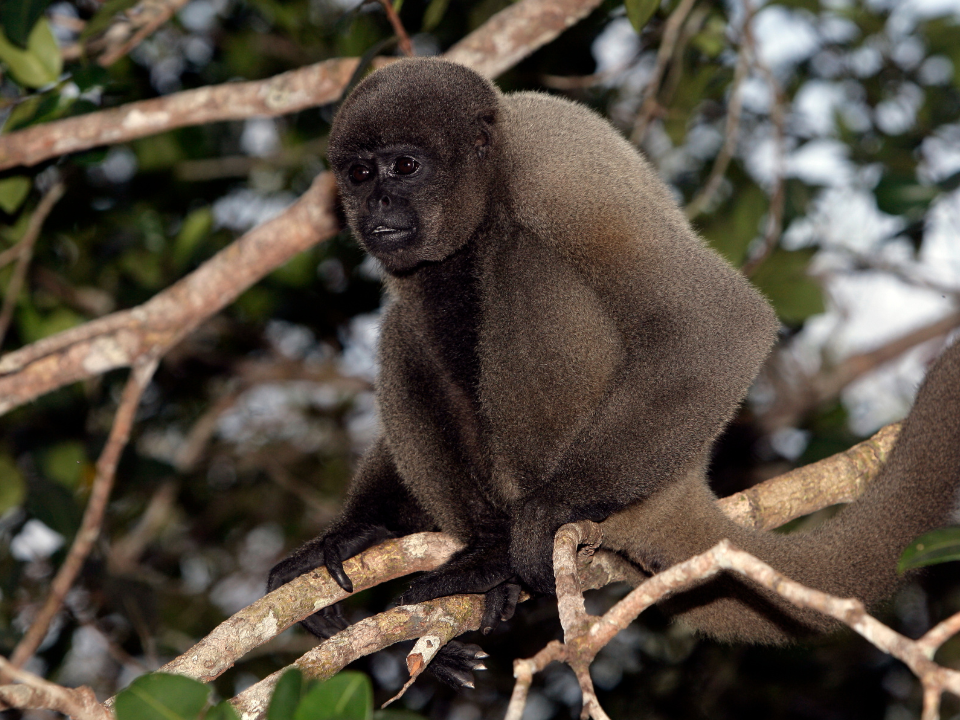 Mono-lanudo-churuco-Lagothrix-lagotrocha