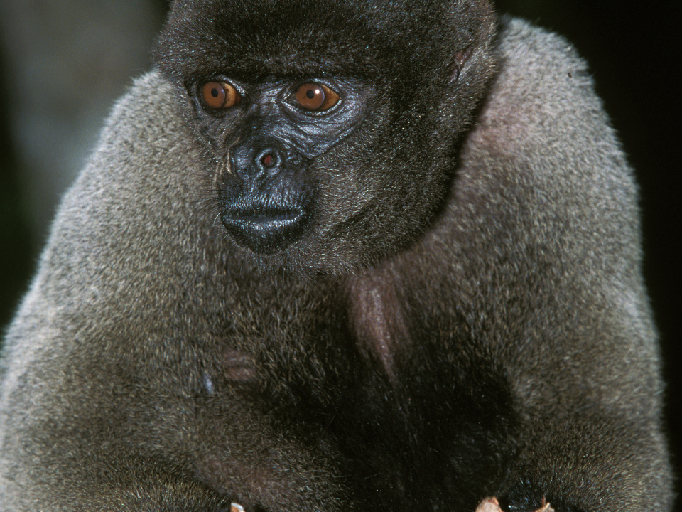 Mono-lanudo-colombia-churuco-Lagothrix-lagotrocha