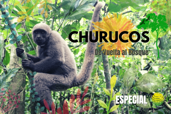 churucos-portada
