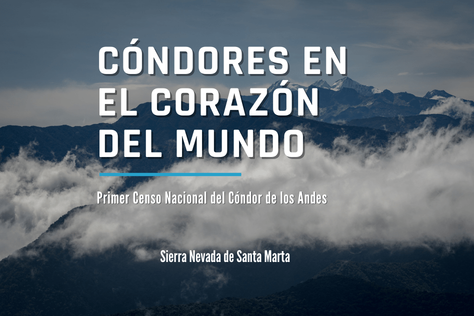 condores-en-el-corazon-del-mundo