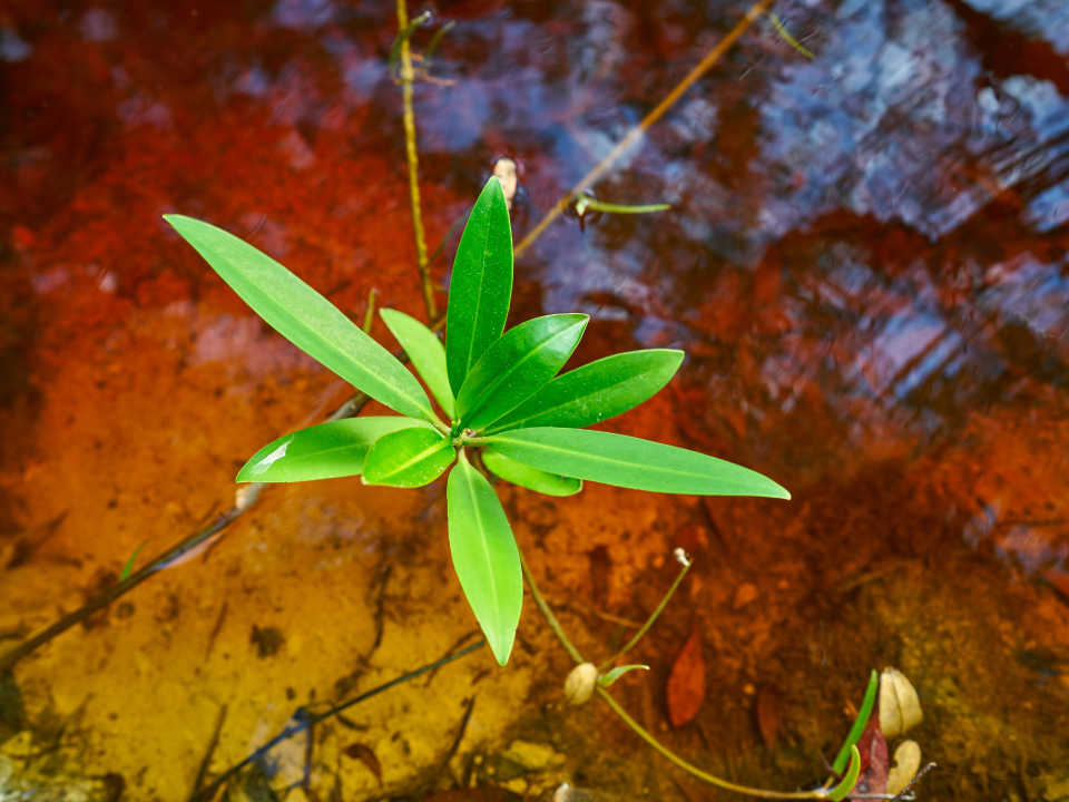 manglares-recuperados-en-cienaga-grande-de-santa-marta-01