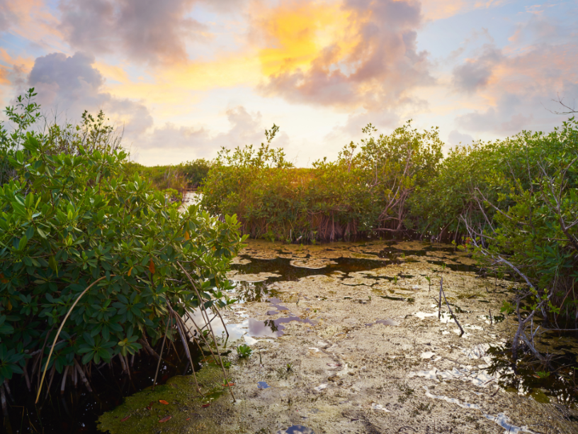 manglares-recuperados-en-cienaga-grande-de-santa-marta