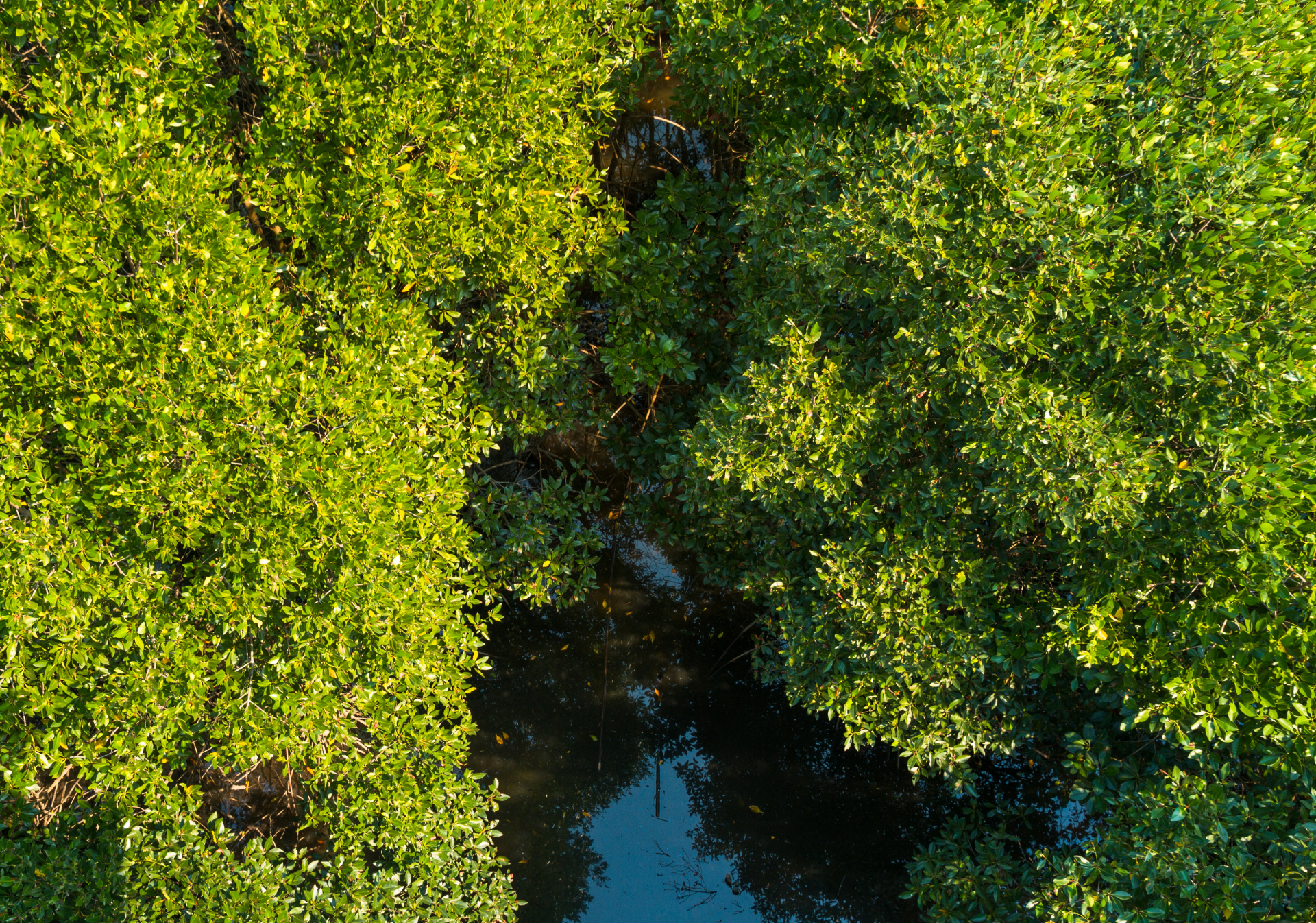 manglares-recuperados-en-cienaga-grande-de-santa-marta