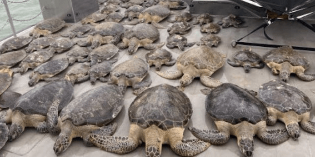 Más de 5000 tortugas fueron rescatadas como consecuencia de las frías temperaturas