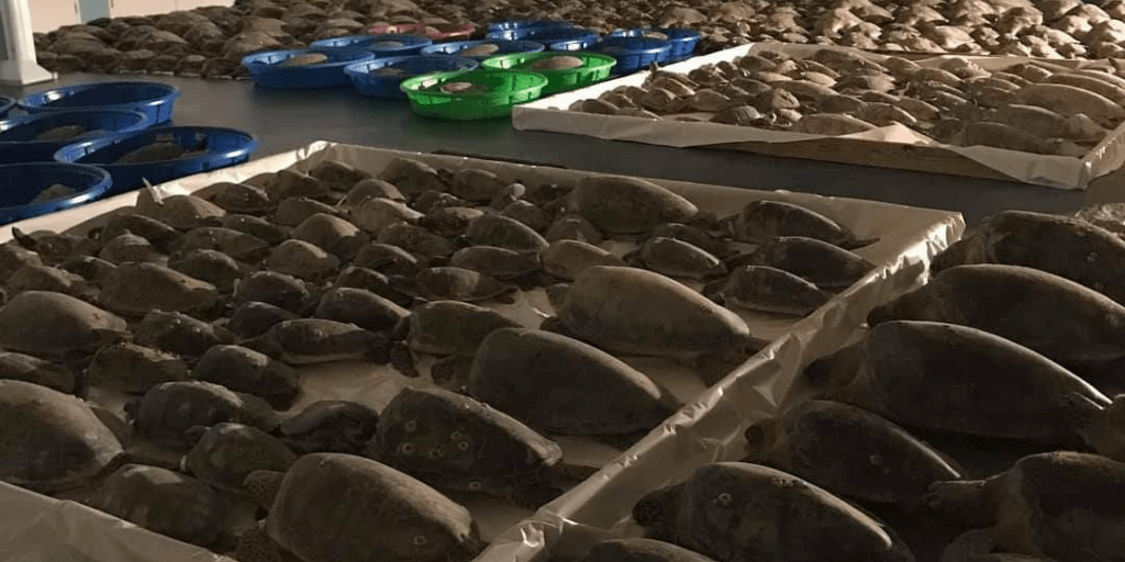 Las 5000 tortugas llegaron a un centro de rescate y luego fueron liberadas.