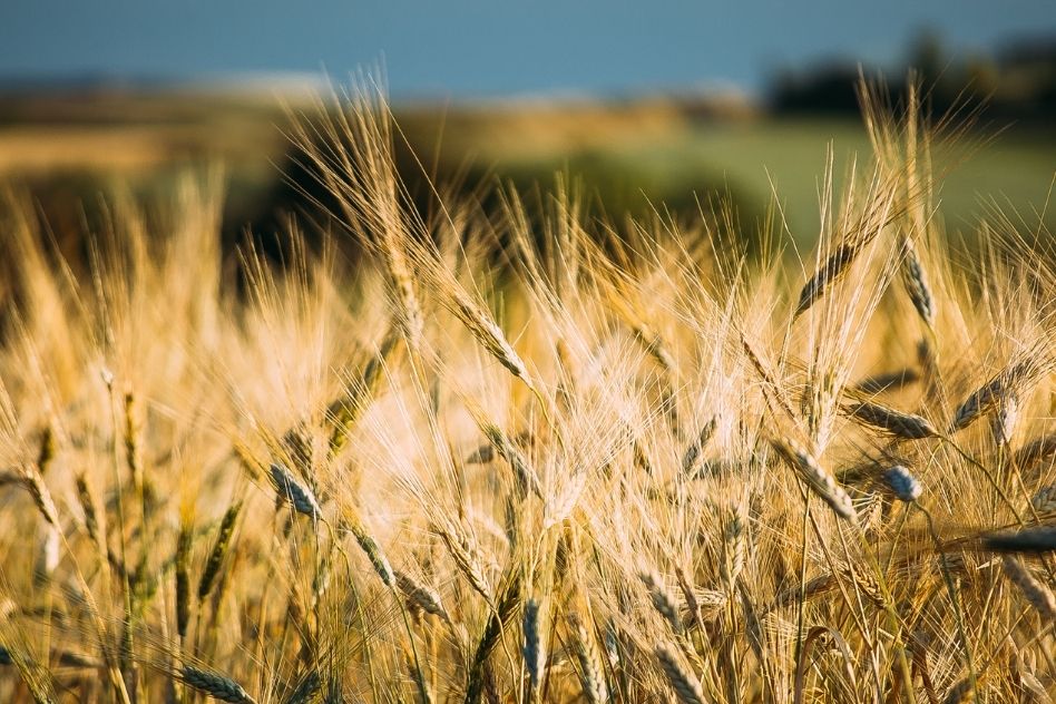 ¿Cómo ha domesticado el hombre el trigo, el maíz y otras plantas?