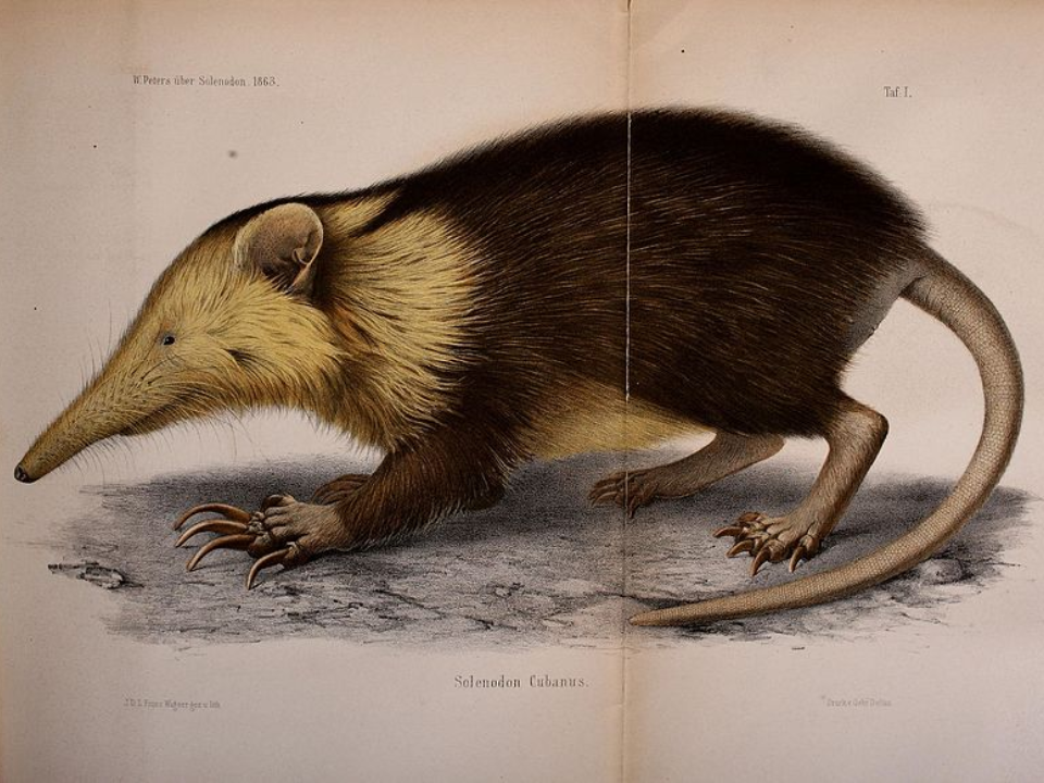 Almiquí-de-Cuba-Solenodon-cubanus