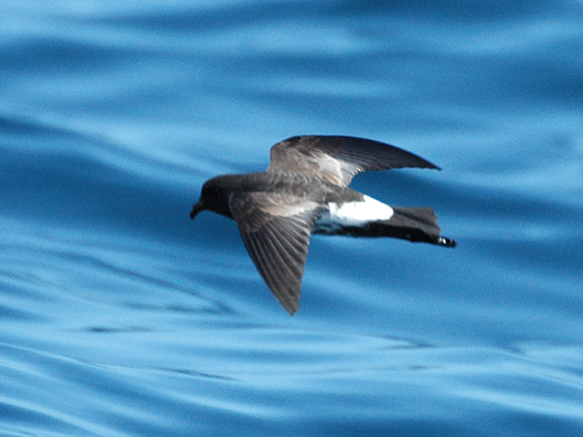 El-paíño-de-Nueva-Zelanda-Oceanites-maorianus