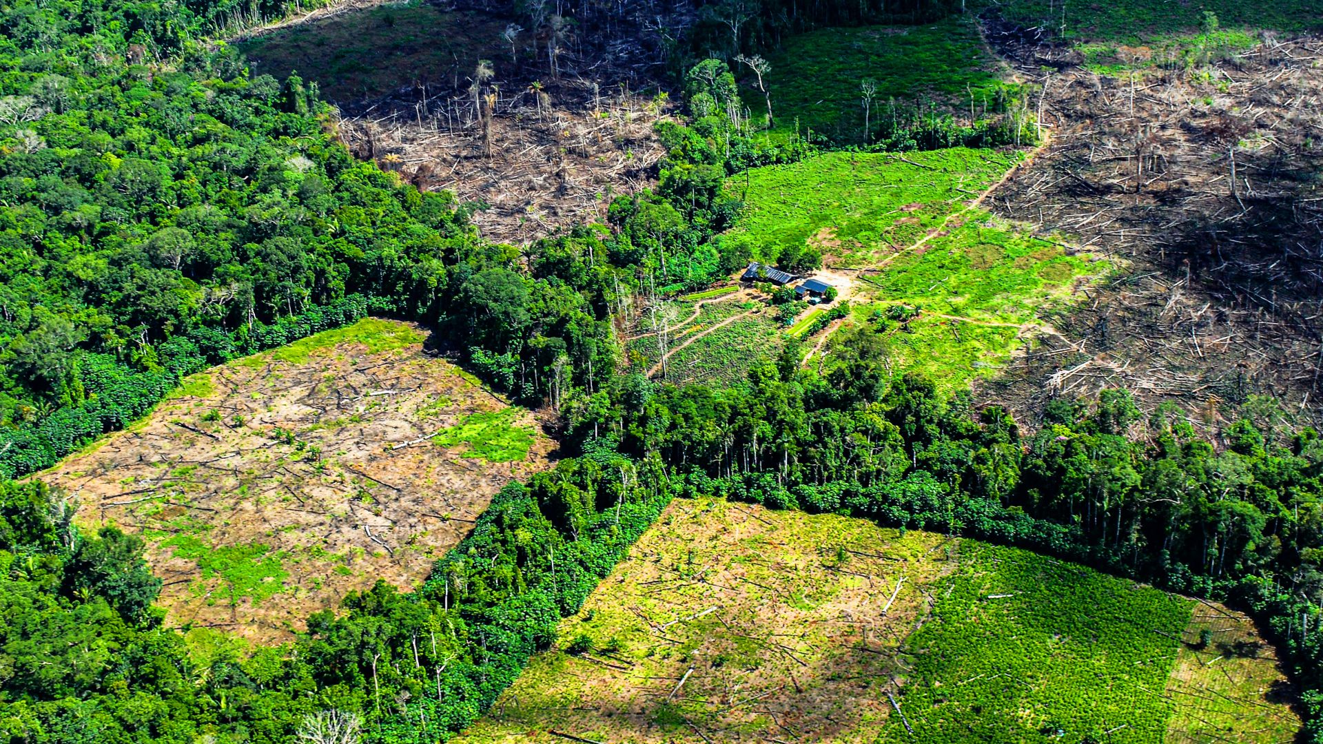 Selva-amazonica-loteada-deforestada