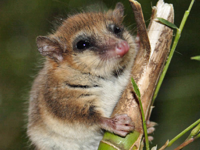 Monito-de-monte-Dromiciops-gliroides