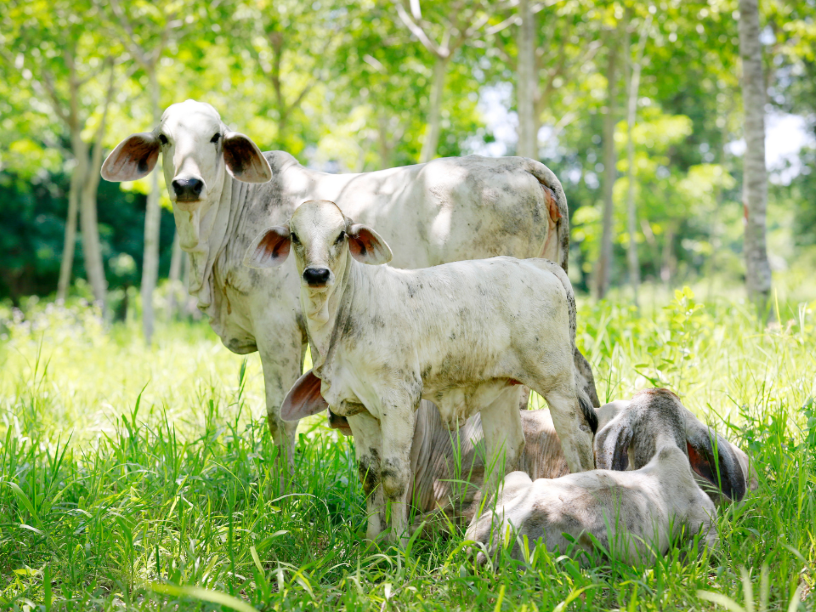 Origen-de-carne-del-Grupo-Exito-siembra-dudas-natural-press