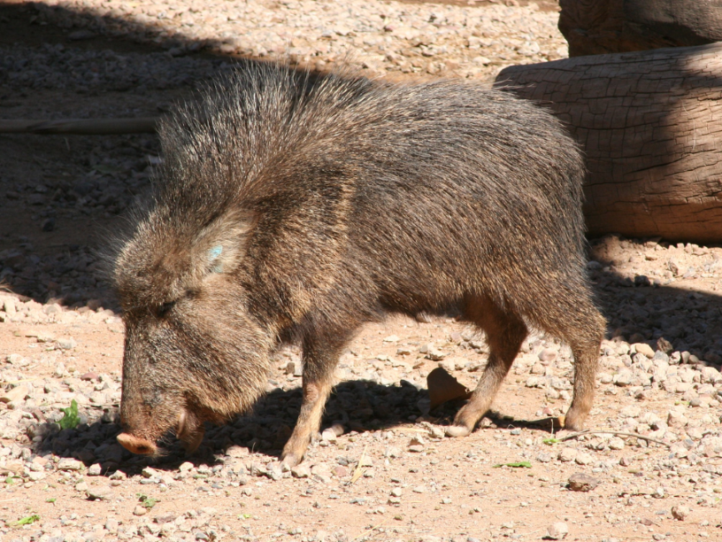 Pecari-del-Chaco-Catagonus-wagneri