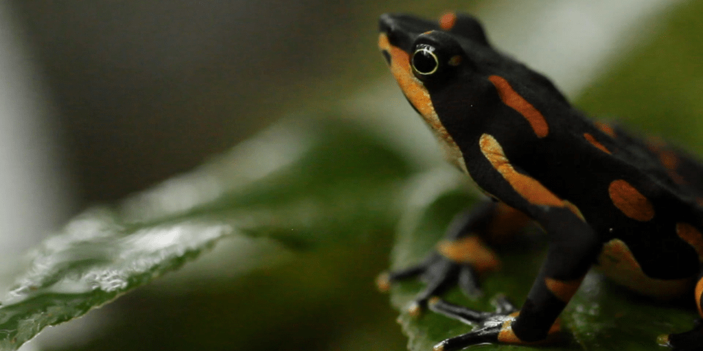 atelopus-varius-ranita-de-halloween-rana-arlequín