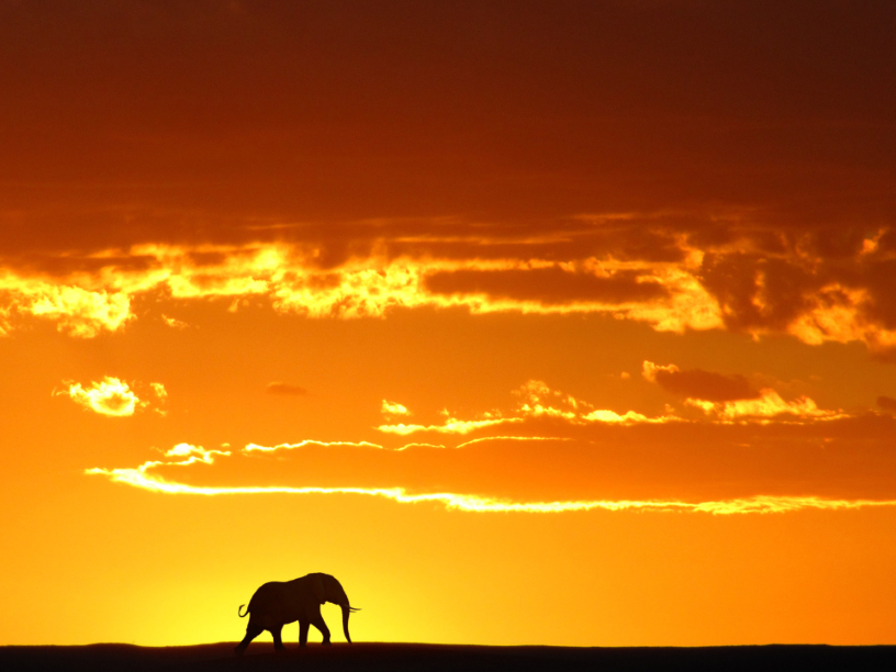 Riesgo-de-extinción-de-elefantes-africanos