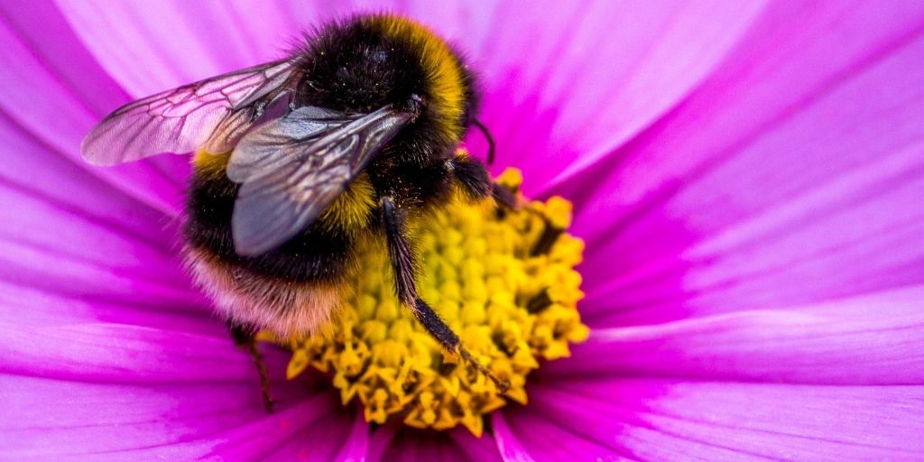 Los pesticidas modifican el reloj biológico y el sueño de los abejorros y moscas.