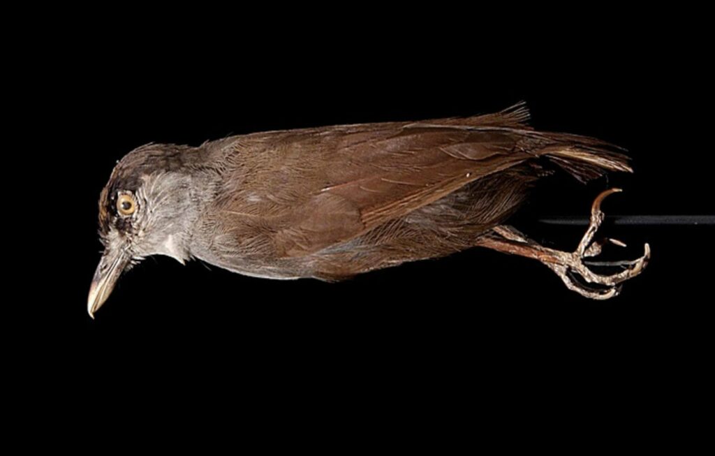 El Babbler de ceja negra en colección.