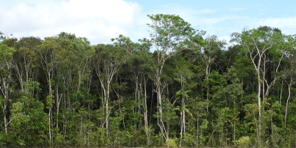 Aliwa es la selva más grande que crece en la transición Orinoco-Amazonas sobre las sabanas naturales del Vichada. Foto: Instituto Humboldt.
