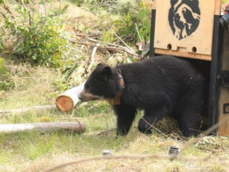 osa-pensilvania-corpoboyaca-liberacion-oso-andino