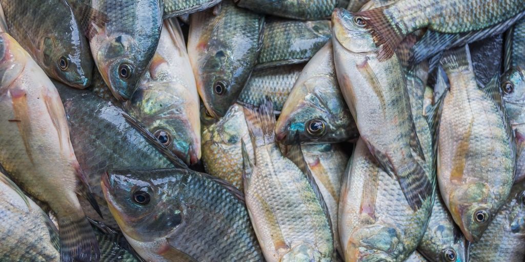 Imagen de referencia, es posible que no coincida con la especie del artículo
