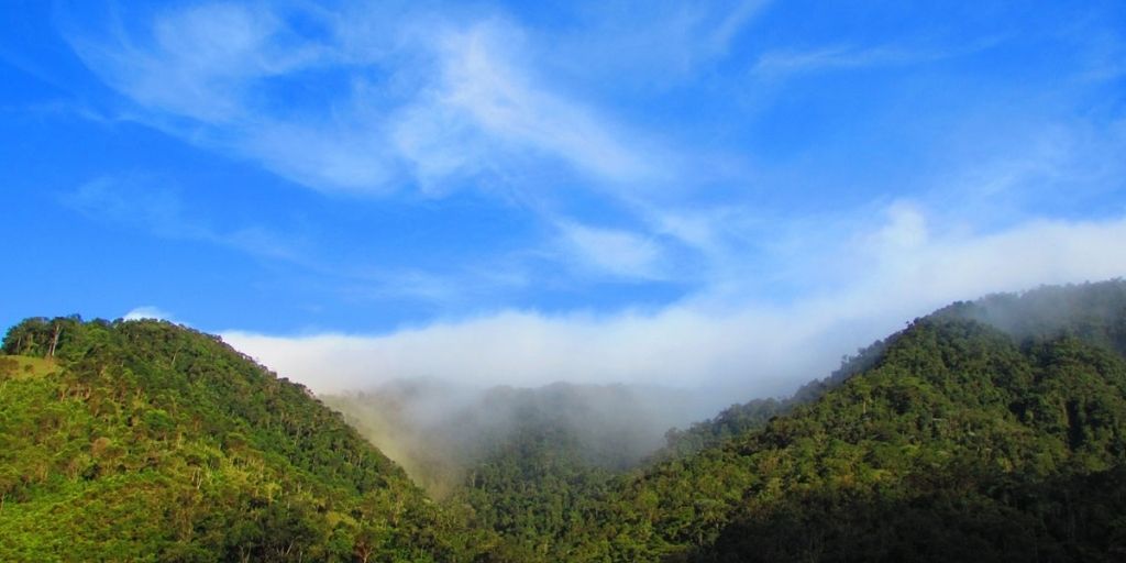 La conclusión más importante es que los bosques andinos logran capturar más carbono por hectárea que los bosques amazónicos. Crédito: Johanna A. Martínez.