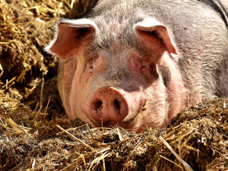 Cerdos-bien-alimentados-generan-energia-para-el-hogar