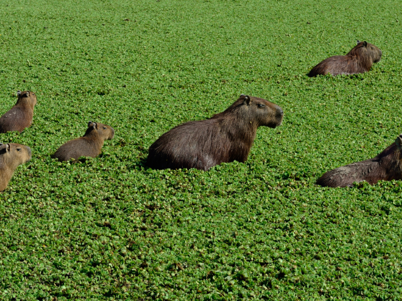 Chiguiro-o-capibara-el-roedor-mas-grande-del-mundo