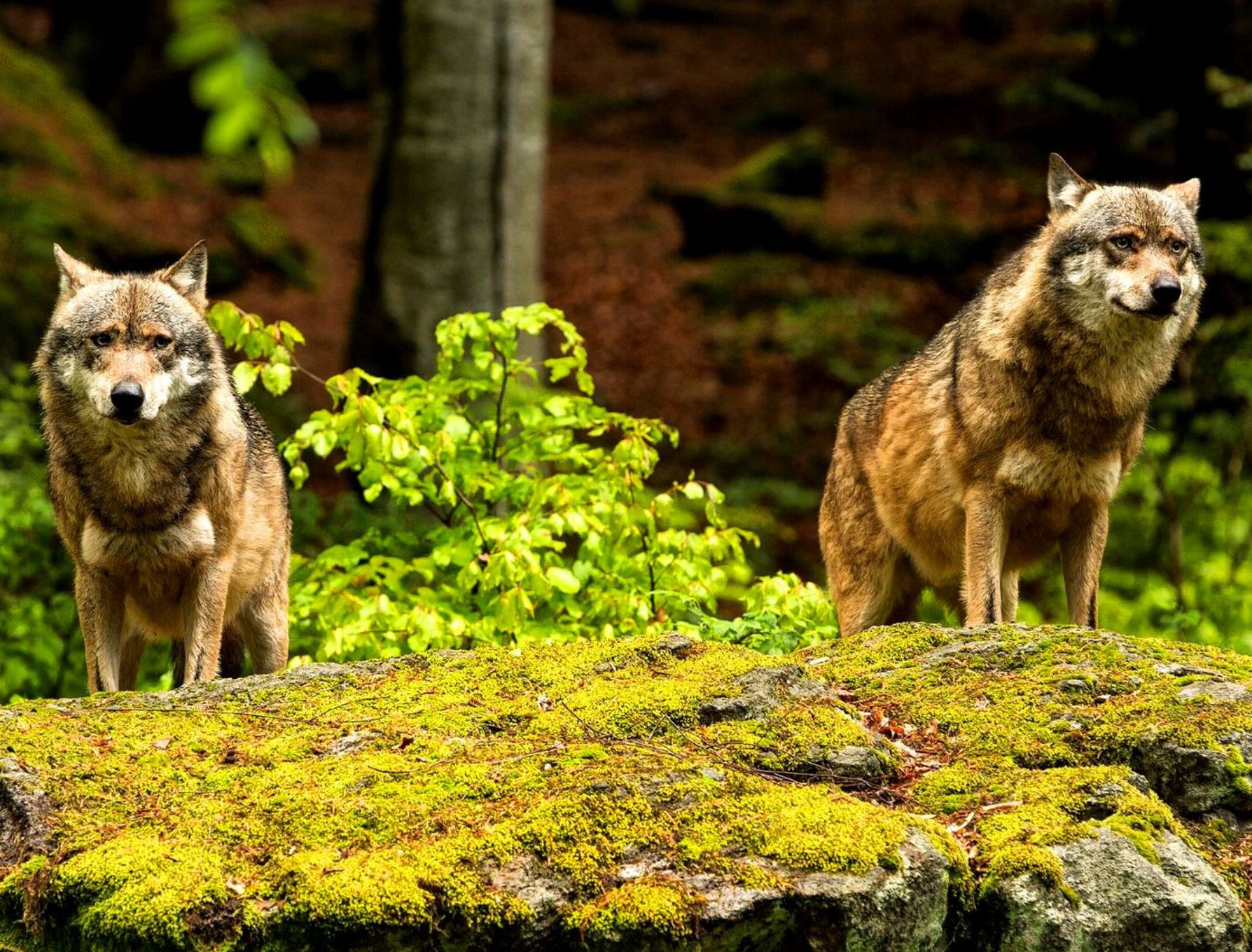 Voyageurs Wolf Project, Studying Wolves During Summer