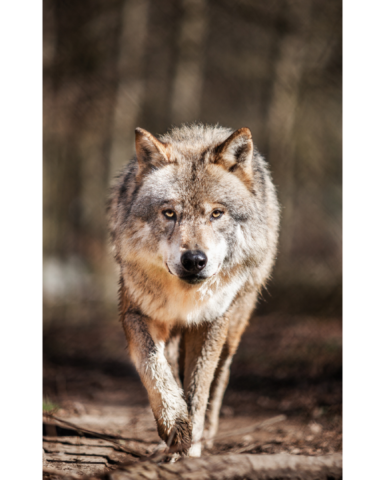 Lobo canvas 02 Lobo canvas 02