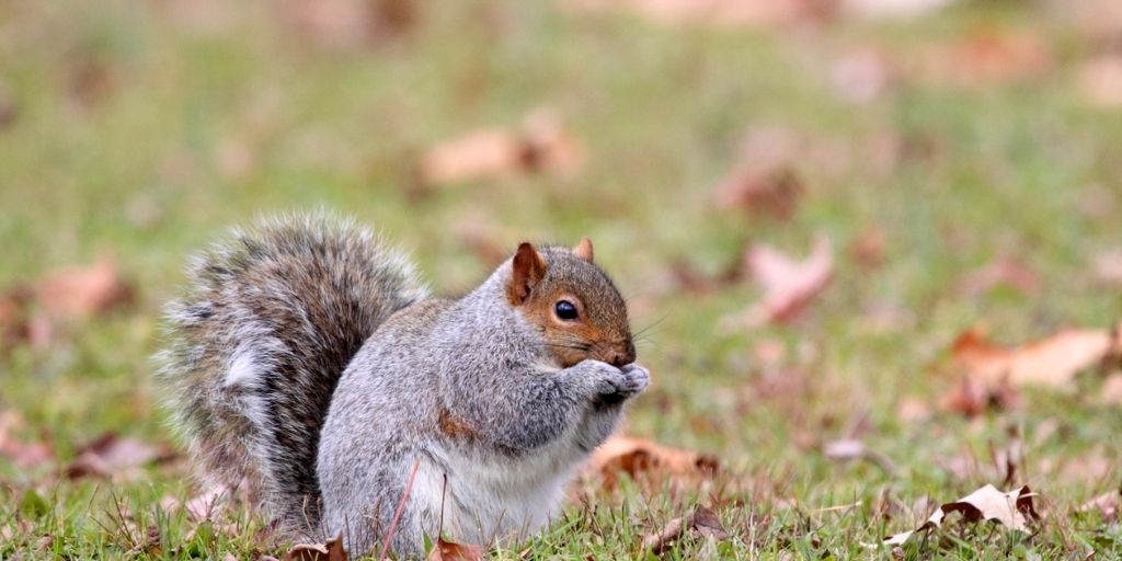 La ardilla gris americana, que elimina a la ardilla roja europea por competencia y transmisión de enfermedades.