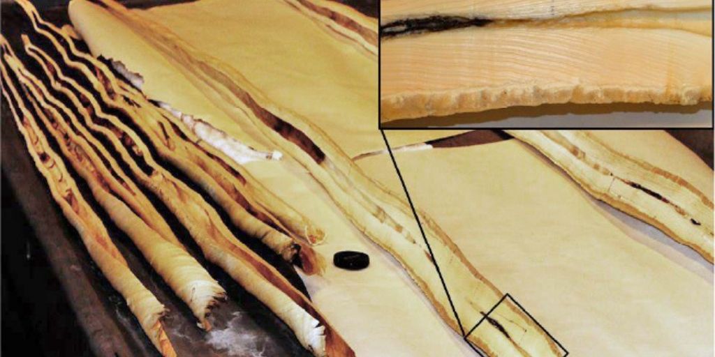 Analyses of the individual layers of narwhal tusks have provided information about their food choice and their exposure to mercury throughout their life.