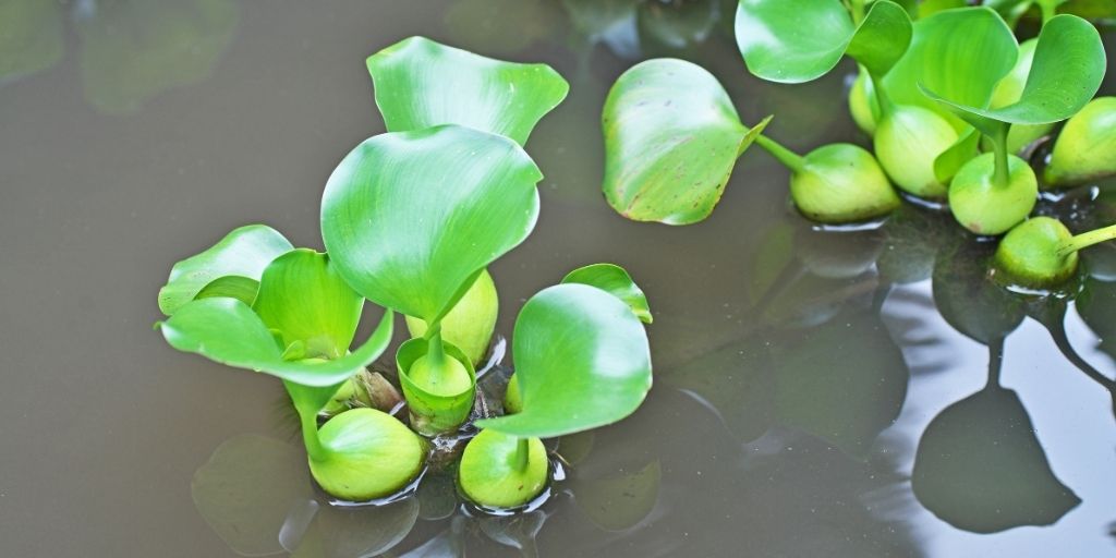 Originario de Sudamérica, el jacinto de agua (aquí florecido) está clasificado como una de las especies invasoras más graves.