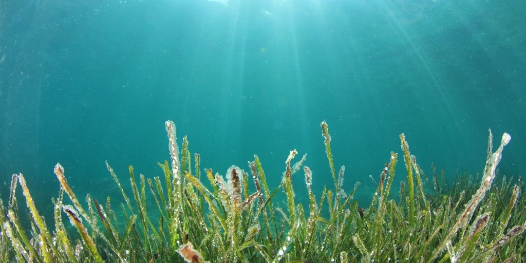 Los pastos marinos son flitros que ayudan a mejorar la claridad del agua