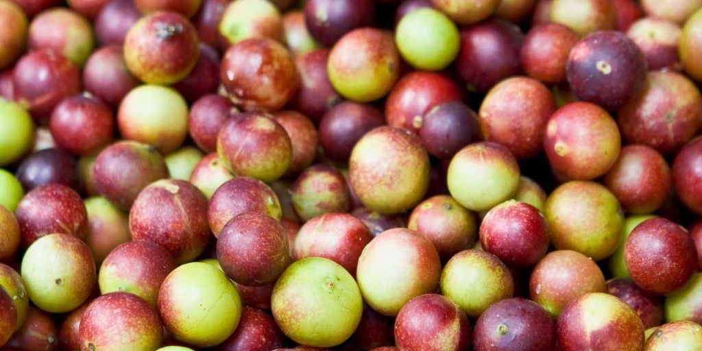 Camu Camu, una de las Plantas no Convencionales de la Amazonía, un súper alimento cada vez más popular.
