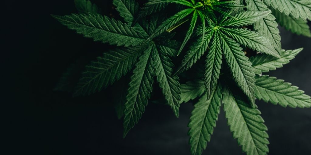 A medida que avanza la regulación, se espera que el mercado legal capture el 40% de las ventas mundiales de cannabis en 2025 .