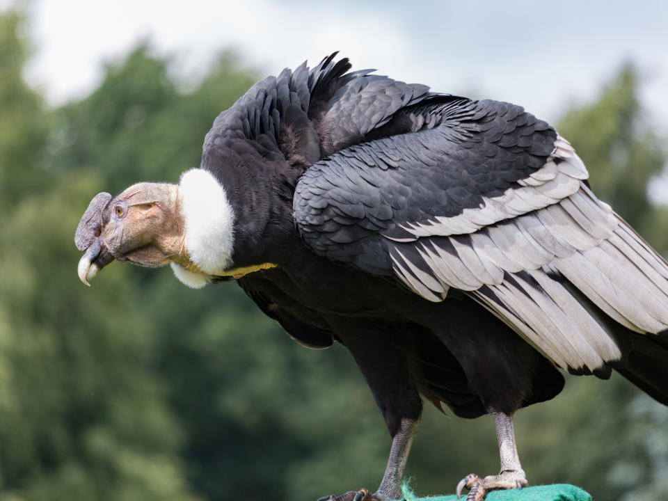 condor-Andino-Vultur-gryphus-en-colombia
