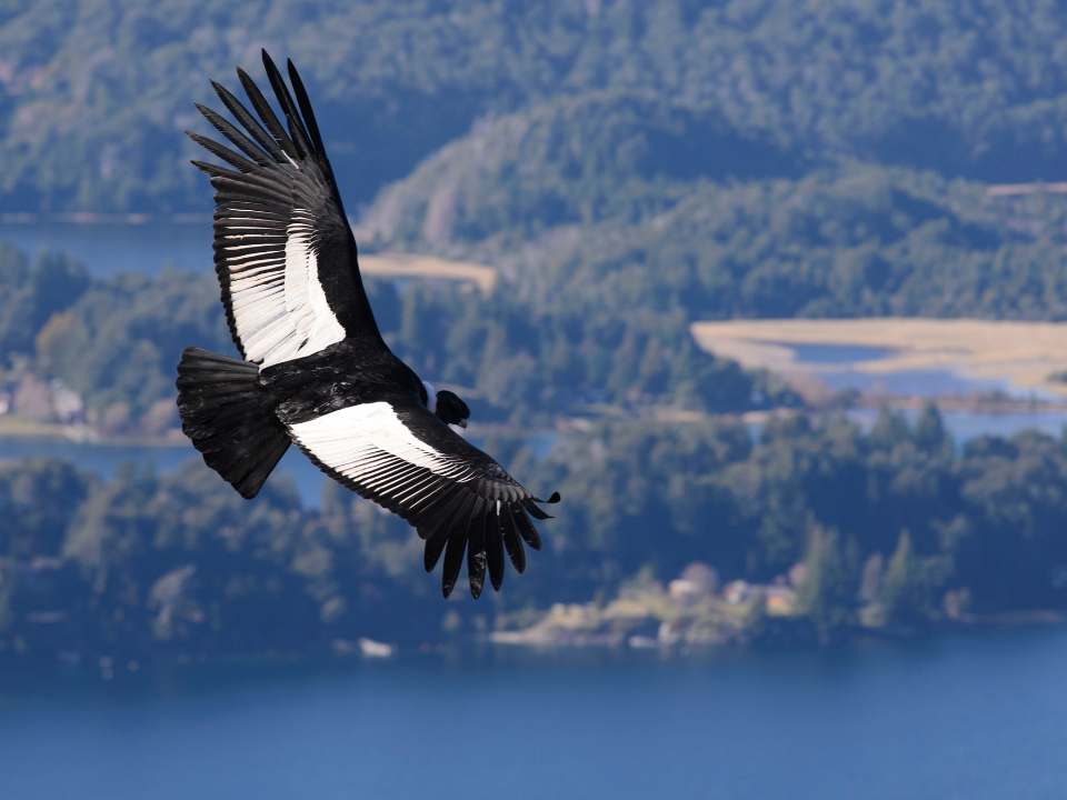 condor-Andino-en-libertad-Vultur-gryphus-en-colombia