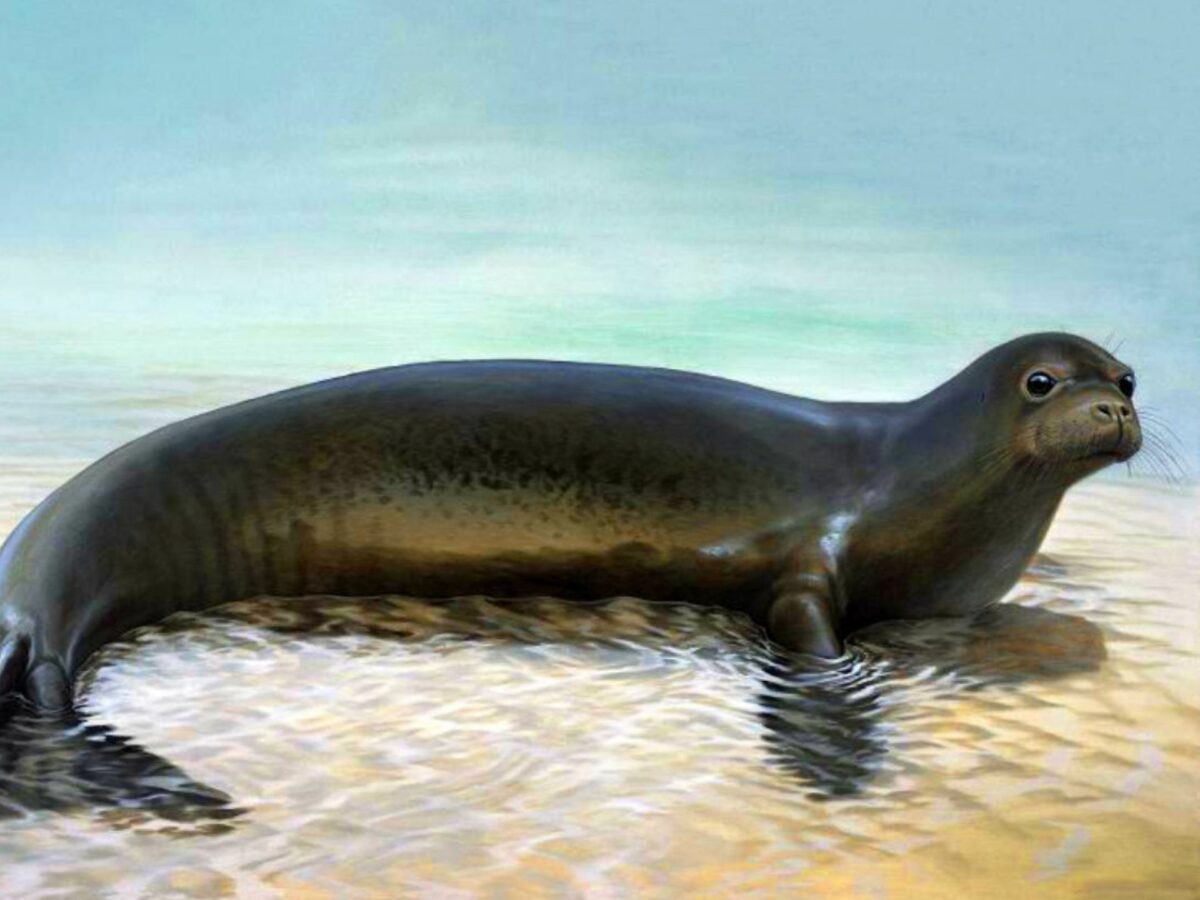 foca monje