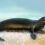foca monje
