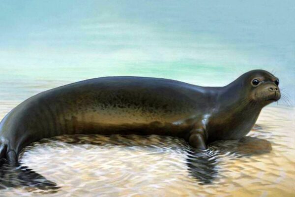 foca monje