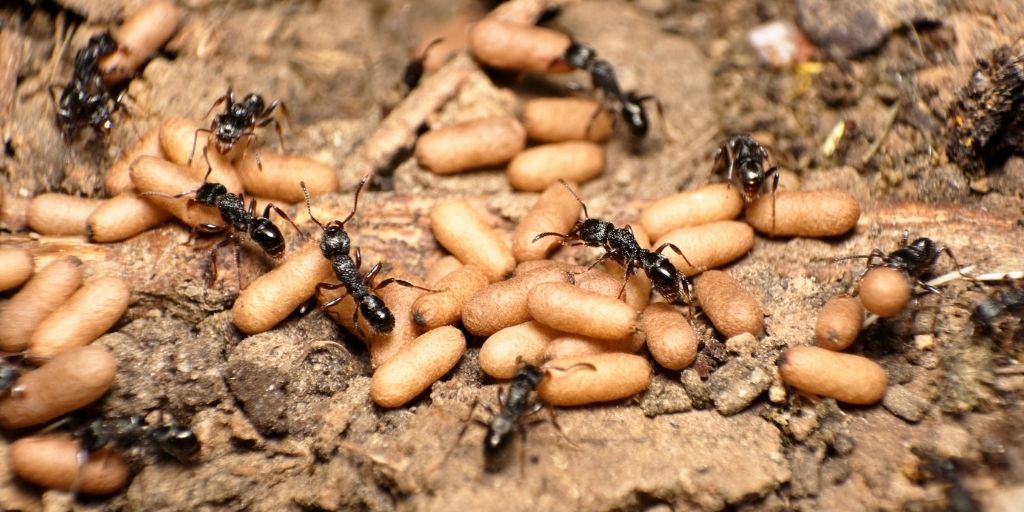La hormiga argentina (Linepithema humile), una especie nativa de Sudamérica, se ha expandido a todos los continentes, excepto la Antártida.