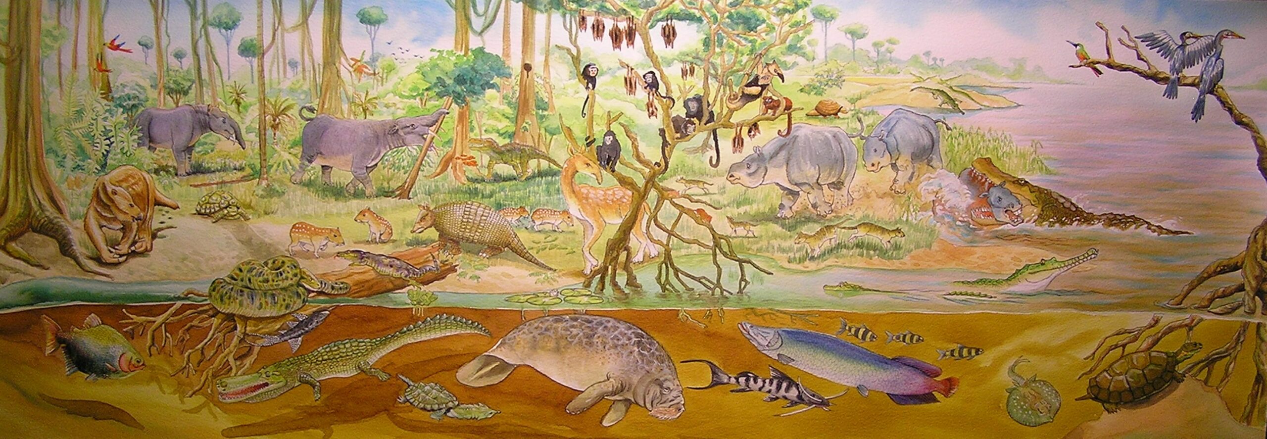 Ilustración Jorge Moreno- Bernal ,fauna de la Venta, hoy Desierto de la Tatacoa con presencia de Potamosiren magdaleniensis