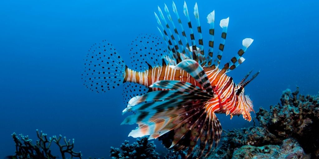 Originario de las cálidas aguas marinas de los océanos Pacífico Sur e Índico, el pez león ha causado daños muy importantes a la biodiversidad mediterránea.
