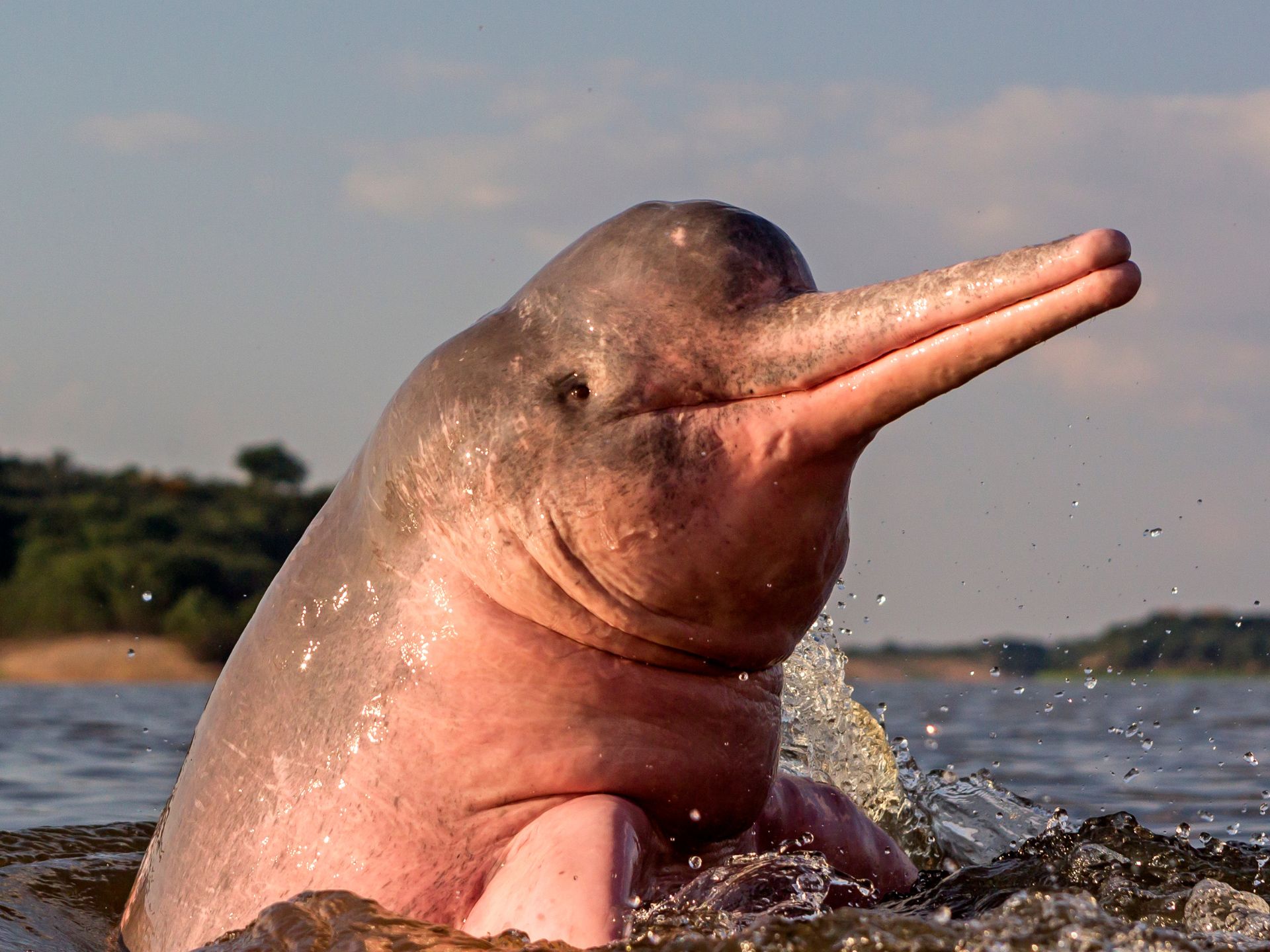 toninas-del-orinoco-una-de-las-especies-mas-amenazadas-del-planeta